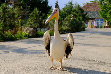 Pelican