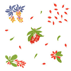 Berberis hand drawn vector illustration set. Barberry fruit berry with flowers, branch and leaves design template collection