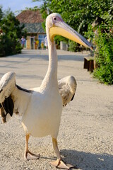 Pelican