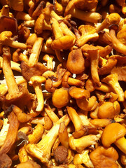 Chanterelles. Mushrooms are dried in the sun. Delicious and healthy bright orange forest mushrooms. Harvesting supplies for the winter.