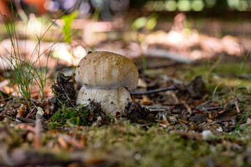 King of edible mushrooms, boletus edulis porcini cepe growing in forest