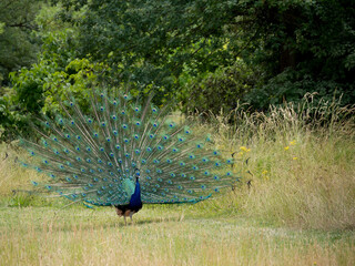 Paon faisant  la roue
