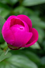 Blossom of pink peony flowers