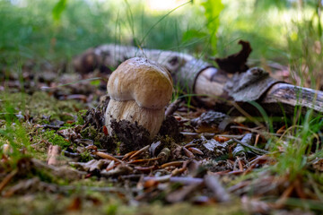 Naklejka na ściany i meble King of edible mushrooms, boletus edulis porcini cepe growing in forest