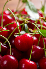 New harvest of red ripe juicy sour cherry or kriek berry
