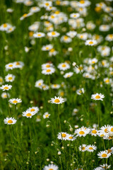 Fototapeta premium Botanical collection of medicinal plants, Chamaemelum nobile or Roman chamomile, English or garden chamomile flowers