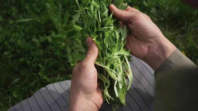 Hand of farmer picking salad and fresh arugula leaves, rucola in hydroponic greenhousе. Farmer holding fresh green herbs salad. Healthy food concept, ruccola leaves