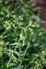 Botanical collection of medicinal and poisonous plants and herbs, Cynanchum officinale with white flowers