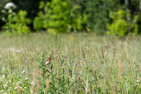 The whinchat (Saxicola rubetra) is a small migratory passerine bird breeding in Europe and western Asia and wintering in central Africa.