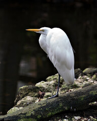 Great White Egret bird Stock Photo.  Image. Portrait. Picture. Photo. Black contrast background.