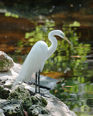 Great White Egret Stock Photo.  Picture. Portrait. Image. White bird.  Standing on moss rock by the water.