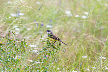 The western yellow wagtail (Motacilla flava) is a small passerine in the wagtail family Motacillidae. Birds of Europe and Asia.