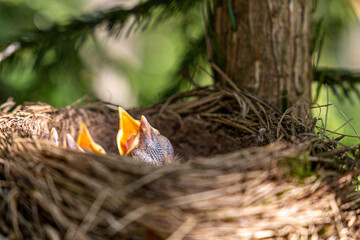 thrush nest on spruce in the forest. thrush chicks in the nest. The fieldfare (Turdus pilaris) is a member of the thrush family Turdidae.