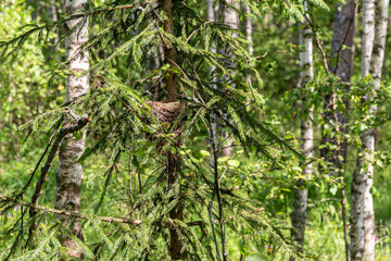 Fototapeta premium thrush nest on spruce in the forest. Birds of Russia forests.