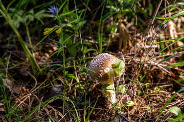 fly agaric in a mixed forest. poisonous mushrooms of Russia.