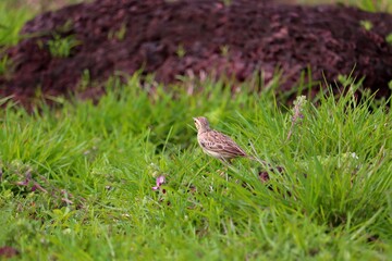 A small bird grazing on a green grass plate.its a beautiful pipit.The pipits are a cosmopolitan genus, Anthus, of small passerine birds with medium to long tails. Along with the wagtails and longclaws