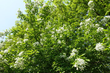 Crown of blossoming apple tree in April
