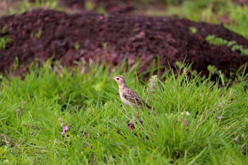 A small bird grazing on a green grass plate.its a beautiful pipit.The pipits are a cosmopolitan genus, Anthus, of small passerine birds with medium to long tails. Along with the wagtails and longclaws