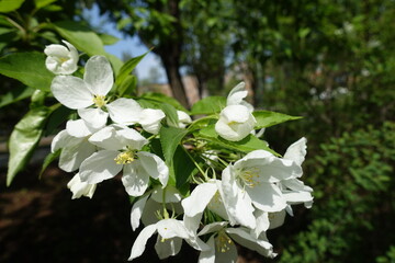 Flowers of apple tree in spring orchard