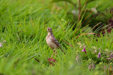 A small bird grazing on a green grass plate.its a beautiful pipit.The pipits are a cosmopolitan genus, Anthus, of small passerine birds with medium to long tails. Along with the wagtails and longclaws