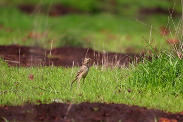 A small bird grazing on a green grass plate.its a beautiful pipit.The pipits are a cosmopolitan genus, Anthus, of small passerine birds with medium to long tails. Along with the wagtails and longclaws