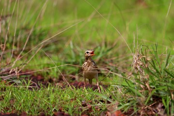 A small bird grazing on a green grass plate.its a beautiful pipit.The pipits are a cosmopolitan genus, Anthus, of small passerine birds with medium to long tails. Along with the wagtails and longclaws