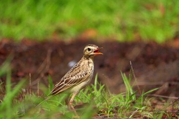 A small bird grazing on a green grass plate.its a beautiful pipit.The pipits are a cosmopolitan genus, Anthus, of small passerine birds with medium to long tails. Along with the wagtails and longclaws