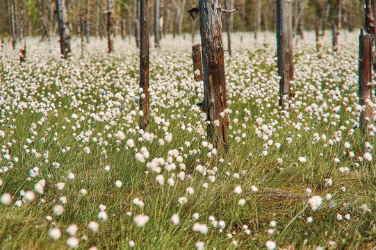 Arctic Cottongrass