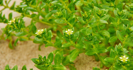 Green flowers Euphorbia