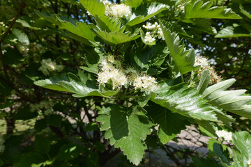 Green leaves and white flowers of Sorbus aria in mid May