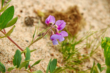 Sweet pea