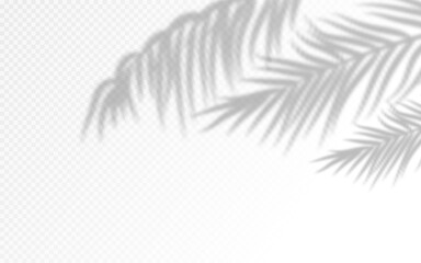 Fototapeta na wymiar Palm leaves shadow silhouettes isolated on background.