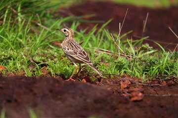 A small bird grazing on a green grass plate.its a beautiful pipit.The pipits are a cosmopolitan genus, Anthus, of small passerine birds with medium to long tails. Along with the wagtails and longclaws