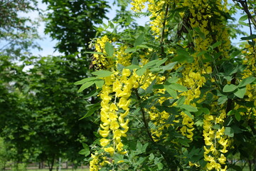 Flowers in the leafage of Laburnum anagyroides in mid May