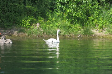 Cygne blanc sur un lac naturel