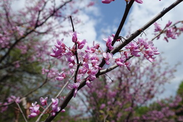 Obraz premium Pastel pink flowers of Cercis canadensis against the sky in May
