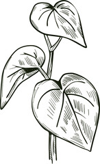 Kava isolated vector illustration. Kava-kava pepper crop, green bitter leaves. awa or ava, yaqona sakau, seka and malok or malogu. . Herb with adverse effect, medical remedy plant handdrawn - obrazy, fototapety, plakaty