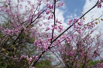 Thin branches of blossoming Cercis canadensis against the sky in May