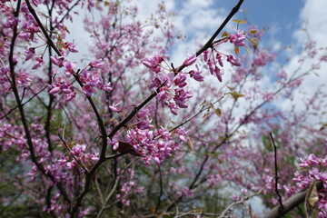 Twig of blossoming Cercis canadensis against the sky in May