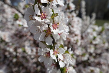 Closeup of blossoming branch of prunus tomentosa in April