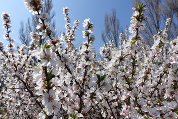 Clear blue sky and blossoming branches of prunus tomentosa in April
