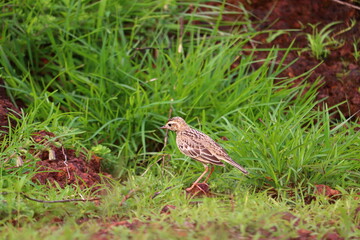 A small bird grazing on a green grass plate.its a beautiful pipit.The pipits are a cosmopolitan genus, Anthus, of small passerine birds with medium to long tails. Along with the wagtails and longclaws