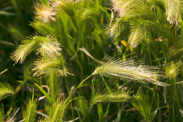 Barley almost ready for harvest growing in farmland