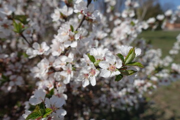 Florescence of prunus tomentosa bush in April