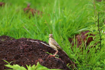 A small bird grazing on a green grass plate.its a beautiful pipit.The pipits are a cosmopolitan genus, Anthus, of small passerine birds with medium to long tails. Along with the wagtails and longclaws