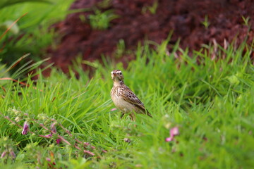 A small bird grazing on a green grass plate.its a beautiful pipit.The pipits are a cosmopolitan genus, Anthus, of small passerine birds with medium to long tails. Along with the wagtails and longclaws
