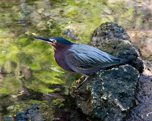 Green Heron bird Stock Photos.   Green Heron bird close-up profile view with water background. Green Heron picture, image, portrait, photo.