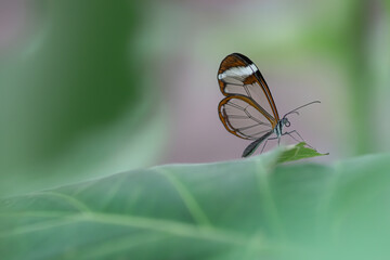 Beautiful Glasswing Butterfly (Greta oto) on a leaf in a summer garden. In the amazone rainforest in South America. Presious Tropical butterfly.