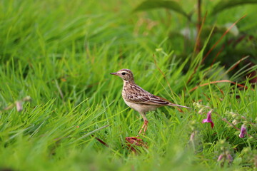 A small bird grazing on a green grass plate.its a beautiful pipit.The pipits are a cosmopolitan genus, Anthus, of small passerine birds with medium to long tails. Along with the wagtails and longclaws