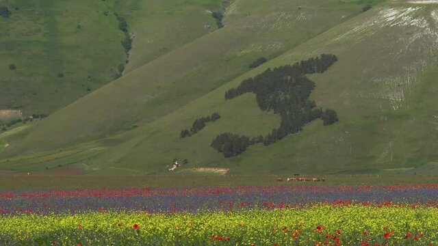 Fioritura di Castelluccio di Norcia